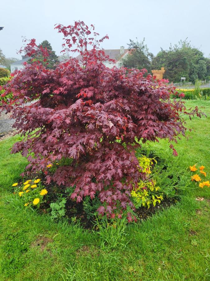 A Great Place For You And Your Dog To Stay Falmouth Luaran gambar